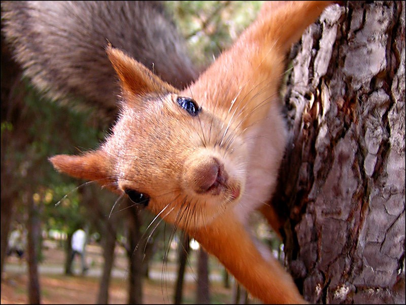 Create meme: wild squirrel, protein , protein protein