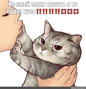 Любимый котик картинки