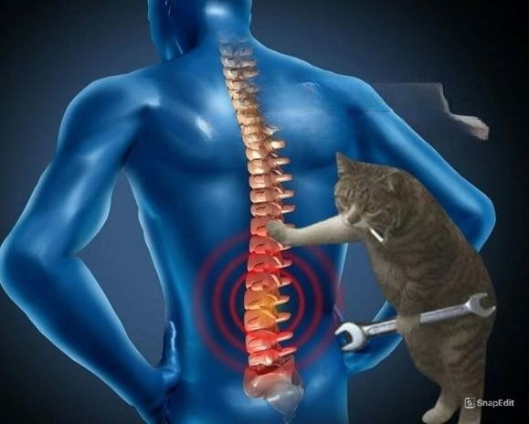 Create meme: cat and spine meme, human spine sections for MRI, feline therapy