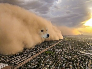 Create meme: meme dog, dust storm, meme doge