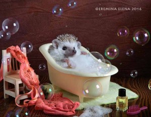 Create meme: African hedgehog, Elena Eremina hedgehogs, African pygmy hedgehog