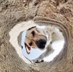 Создать мем: dog, как туда забрался фотограф, собака