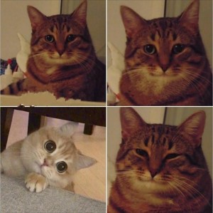 Create meme: cat meme, pensive cat meme, smiling cat meme