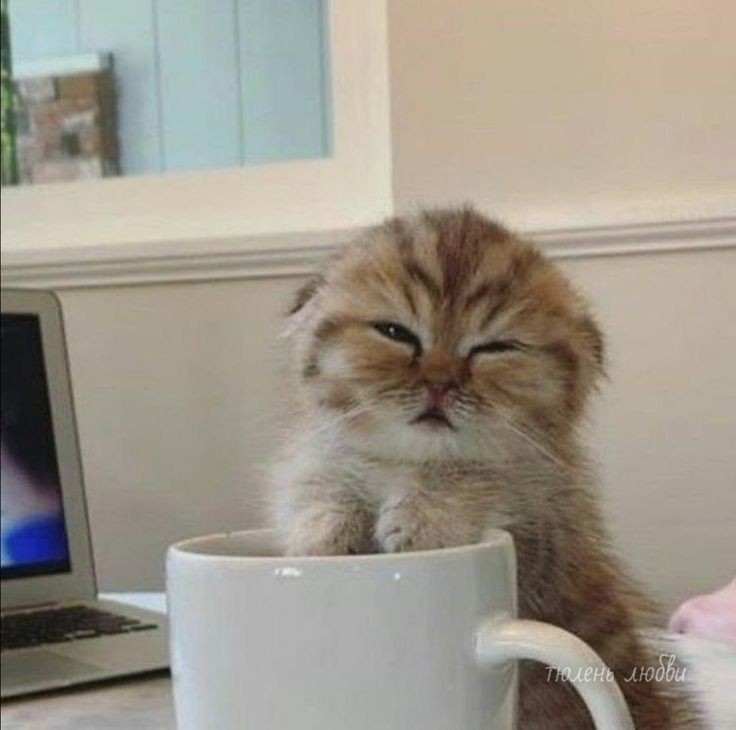 Create meme: A sleepy cat with a cup of coffee, morning cat, A sleepy kitten with a cup of coffee