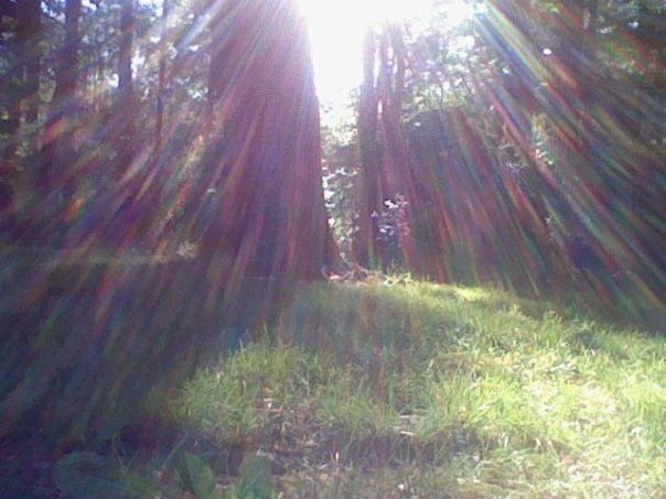 Create meme: redwood forest, Redwood Park california, Sequoia National Park