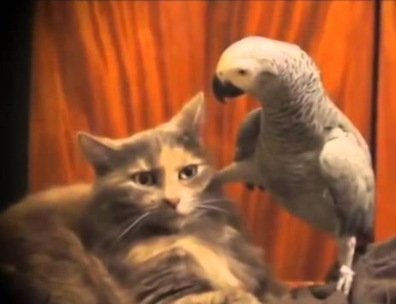 Create meme: A cheeky parrot and a cat, Jacko the cat and the parrot, cat and parrot