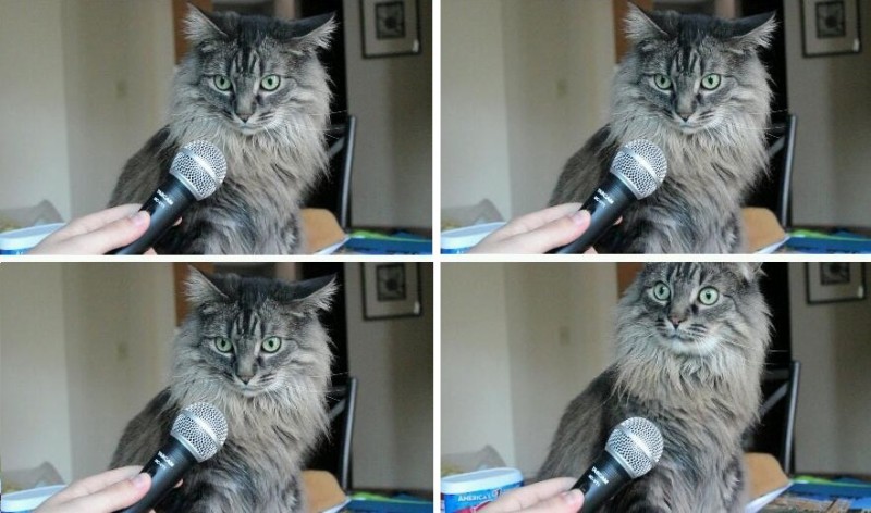 Create meme: meme surprised cat , memes with a cat with a microphone, meme cat with microphone