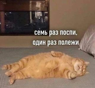 Создать мем: котик, кот, кот жирный