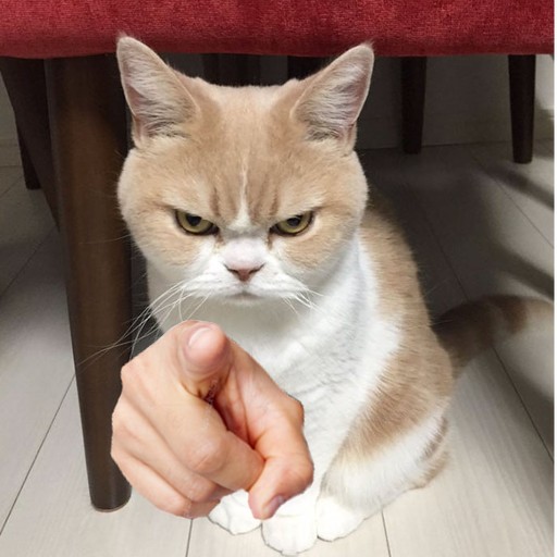 Create meme: angry cat , gloomy cat, unhappy cat 