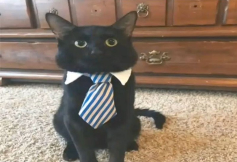 Create meme: cat in a business suit, a cat in a suit, a cat tie