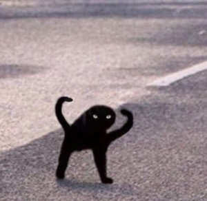 Create meme: black cat meme, joy, Shuka black cat meme, black cat meme joy