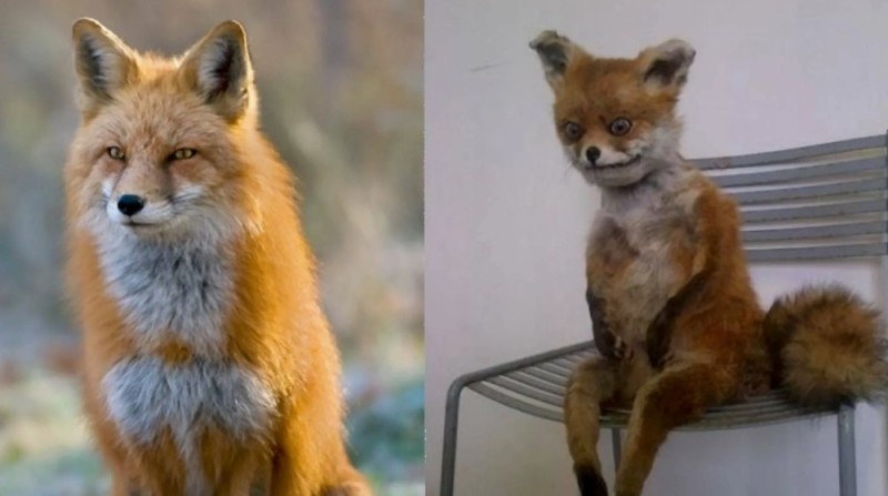 Create meme: the stoned fox 2008, Fox meme, stoned Fox 