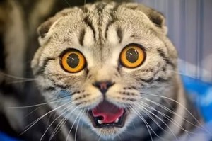 Создать мем: глазища, киса, смешные коты 2017