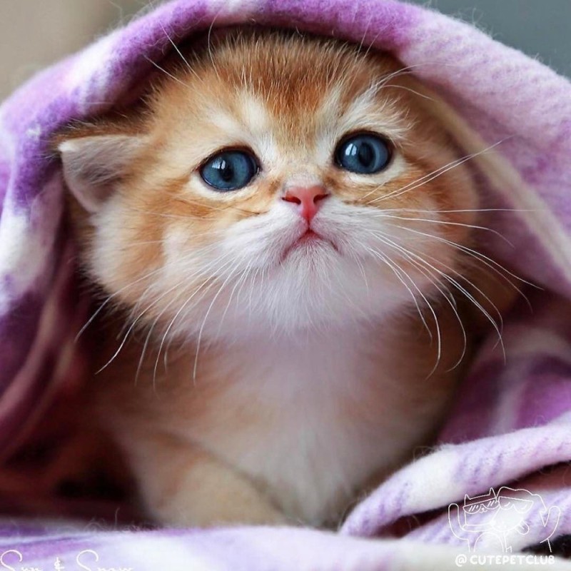 Create meme: beautiful cats, cute kittens , very beautiful kittens