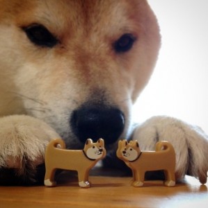 Create meme: meme dog bites, shiba inu, Shiba inu bites