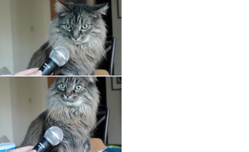 Create meme: cat with microphone, cat , meme cat with microphone