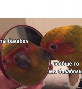 Create meme: parrot, parrot home