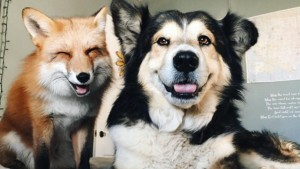 Создать мем: лиса джунипер и собака муус, домашние животные, лис и пёс