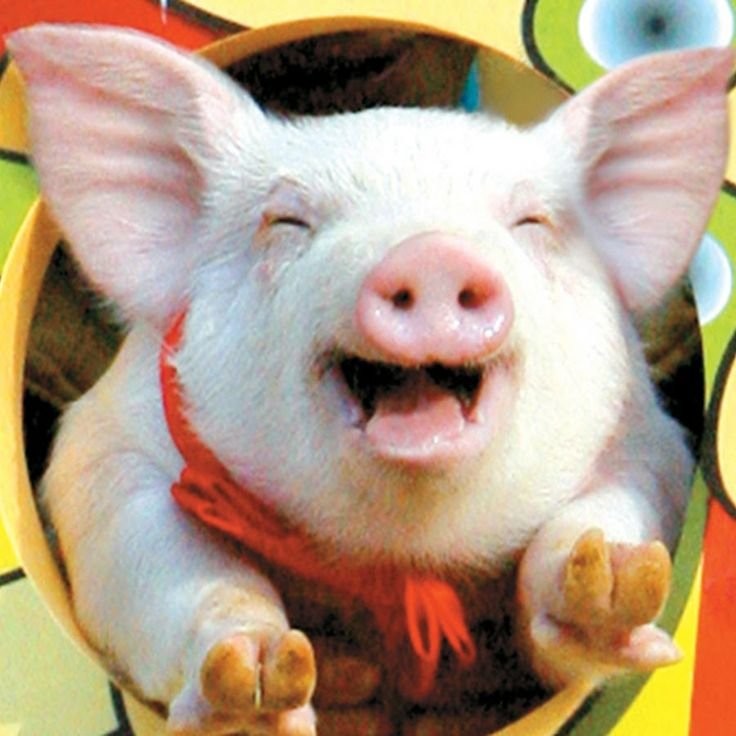 Create meme: pig , domestic pig, funny pigs