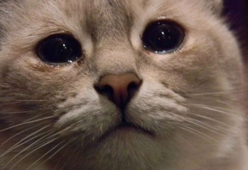 Create meme: crying cat, sad cat , the cat is crying 