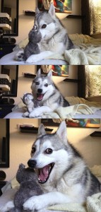 Create meme: imgflip, husky, husky meme