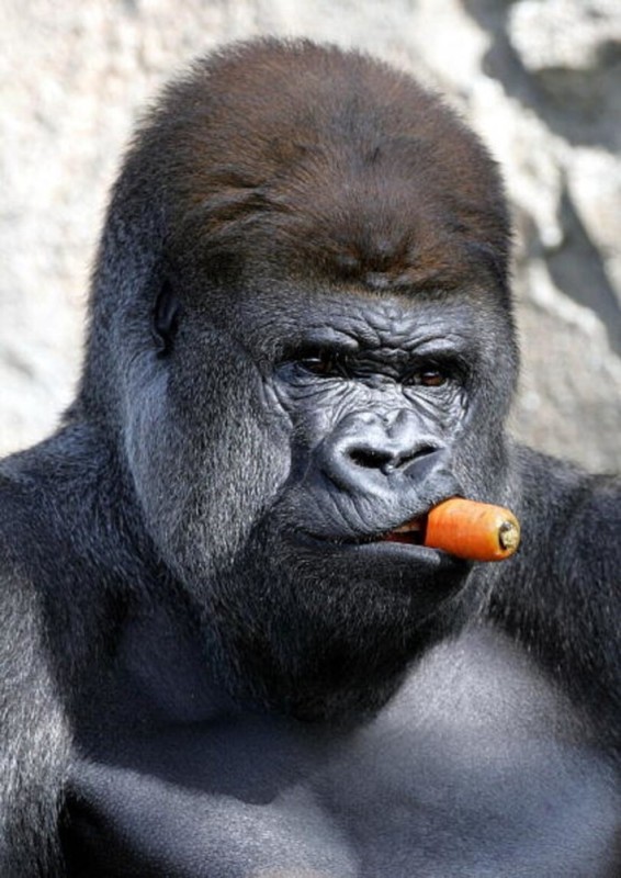 Создать мем: обезьяна горилла, бешеная горилла, горилла с сигарой