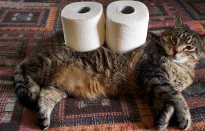 Создать мем: смешные кошки, смешные коты, полосатая туалетная бумага