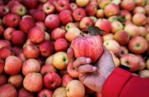 Create meme: Poland apples, Belarusian apples, Apple harvest