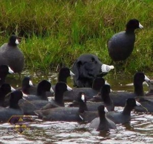 Create meme: black waterfowl, waterfowl, coot photo birds in spring