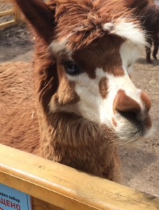 Create meme: Alpaca animal, Alpaca