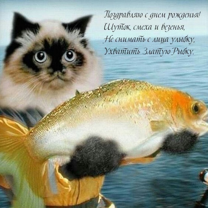 Создать мем: поздравления рыбам с днем рождения, кот с рыбой, открытки с днём рыбака