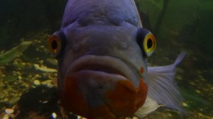 Create meme: cichlid, aquarium, fish