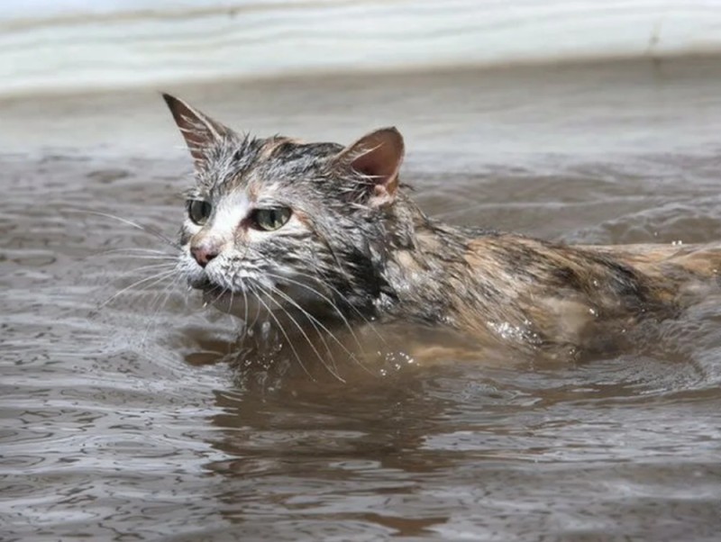 Create meme: the cat is swimming, wet cat , cat in a puddle