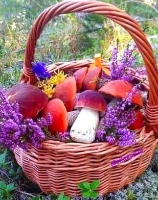 Create meme: basket with mushrooms, mushrooms berries, mushroom basket