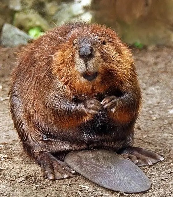 Create meme: beaver , beavers, beaver