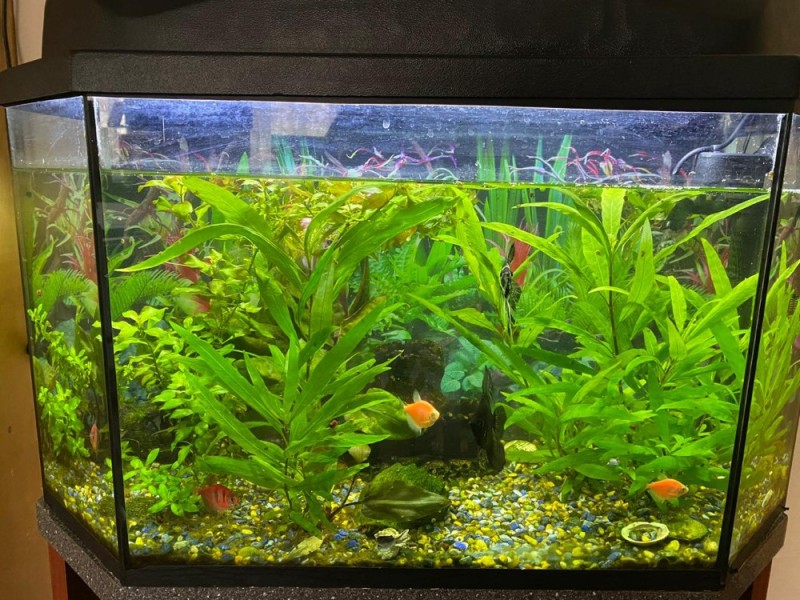 Create meme: aquarium decoration, aquarium 70L, aquarium 40L