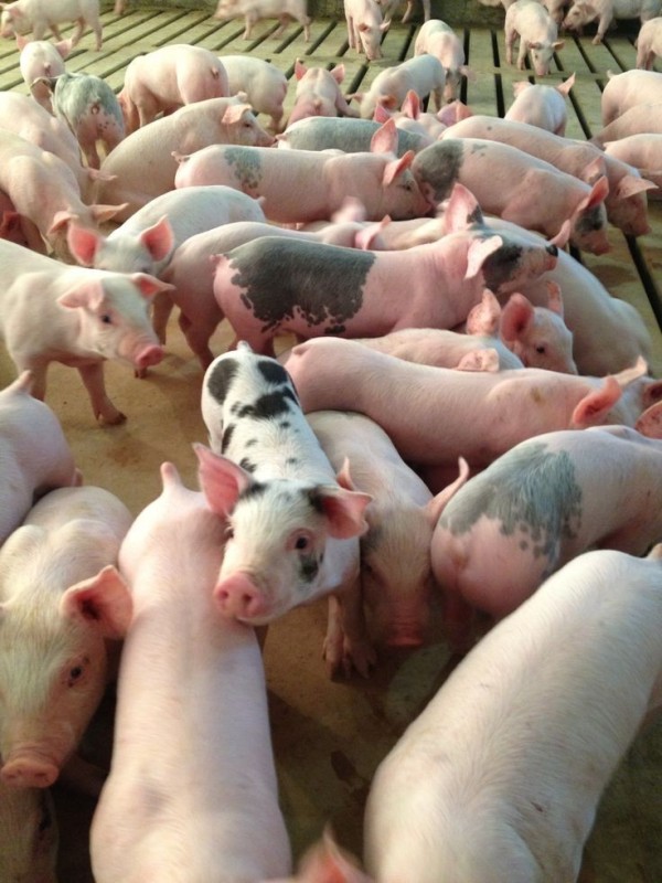 Create meme: Landrace breed of pigs, piglets of the landrace breed, fattening pigs