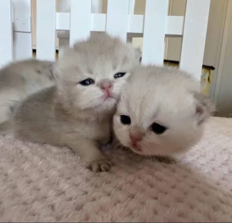 Create meme: scottish fold scottish fold, The British kitten, The Scottish kitten