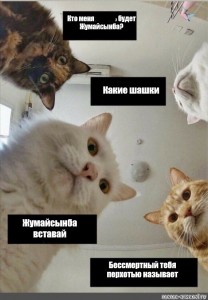 Создать мем: кошки, коты, котики