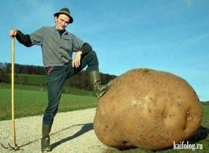 Create meme: potatoes, huge potato