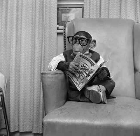 Create meme: photo shoot with a newspaper, A monkey with glasses, A chimpanzee with glasses