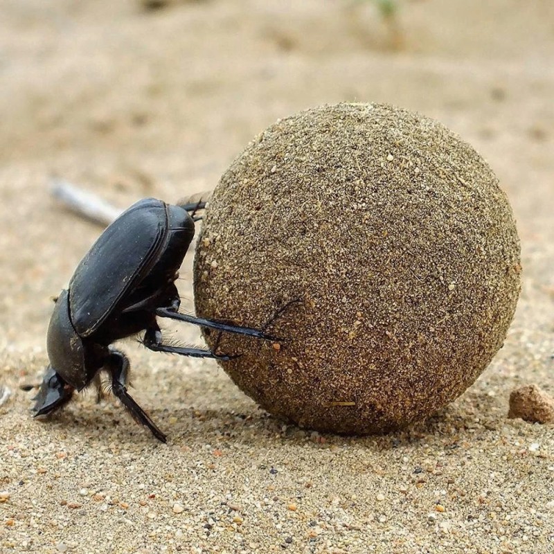 Create meme: the beetle beetle , dung beetle , beetle 