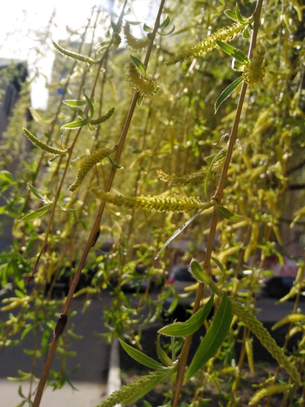 Create meme: plant , weeping willow, weeping willow flowering