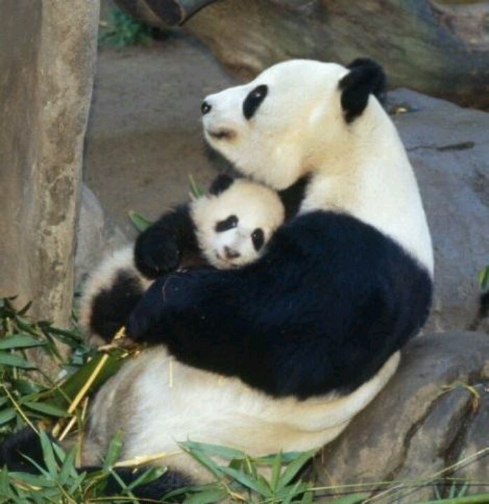 Создать мем: животные панда, большая панда, панда животное