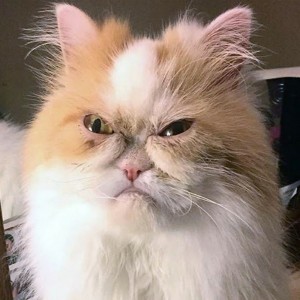 Create meme: angry cat, unhappy cat Louis, cat is grumpy