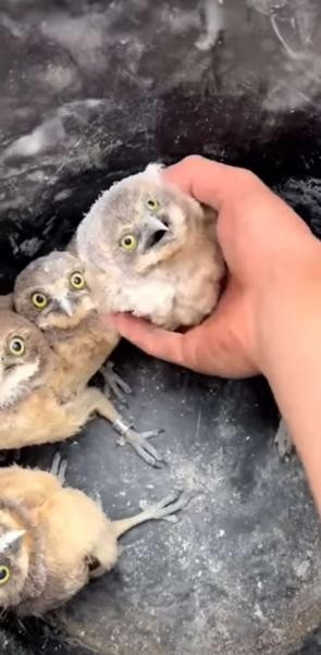 Create meme: the owl's nestling, scary owl chicks, chick long-eared owl