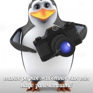 Create meme: penguin with glasses, meme penguin with the camera, 3 d penguin