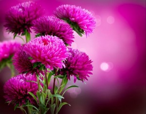 Create meme: autumn flowers, asters gifs, a beautiful bouquet of asters