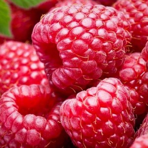 Create meme: berries, raspberry berry, red raspberry