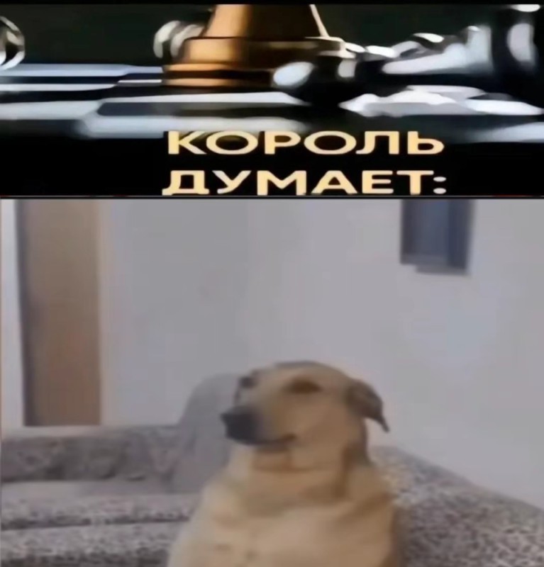Create meme: The dog in the crown, The dog king, meme dog 